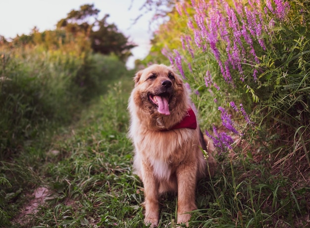 Happy beautiful fluffy beige dog outdoors in summer