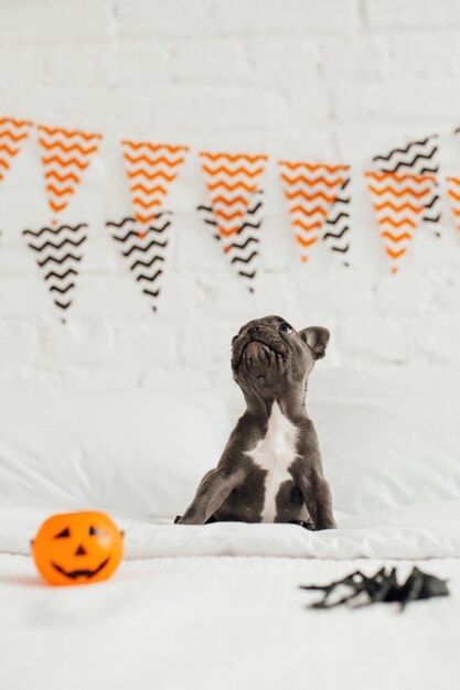 Happy beautiful gray pet doggy sitting on white bed celebrates halloween young french bulldog with blue eyes playing with toy pumpkin jack and spiders for hallows eve at bedroom