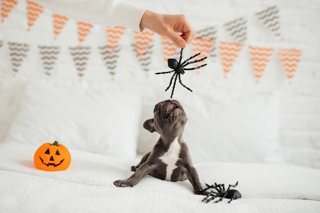 Happy beautiful gray pet doggy sitting on white bed celebrates Halloween Young French bulldog with blue eyes playing with toy pumpkin Jack and spiders for hallows eve at bedroom