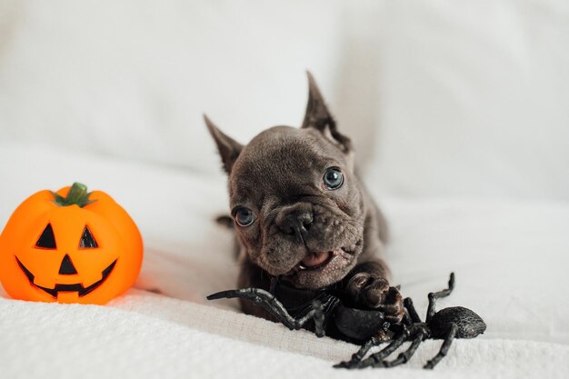 Happy beautiful gray pet doggy sitting on white bed celebrates halloween young french bulldog with blue eyes playing with toy pumpkin jack and spiders for hallows eve at bedroom