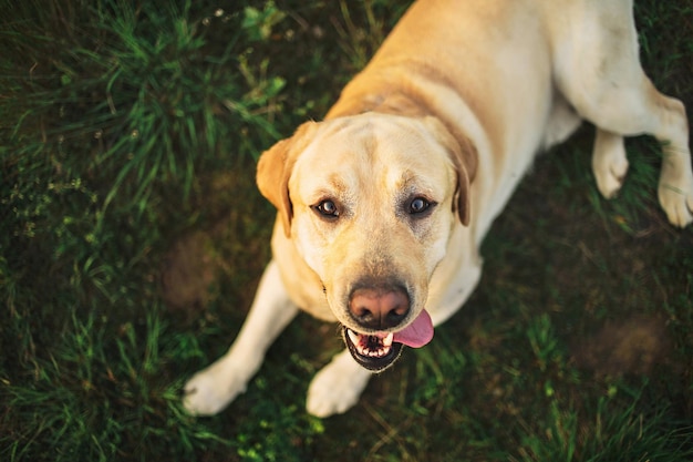 Happy big dog having relax on green meadow at nature