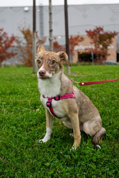 緑の公園を散歩している幸せな大きな光の子犬。品種間の交配