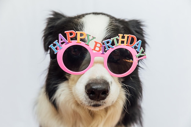 Happy birthday party concept funny cute puppy dog border collie\
wearing birthday silly eyeglasses isolated on white background pet\
dog on birthday day