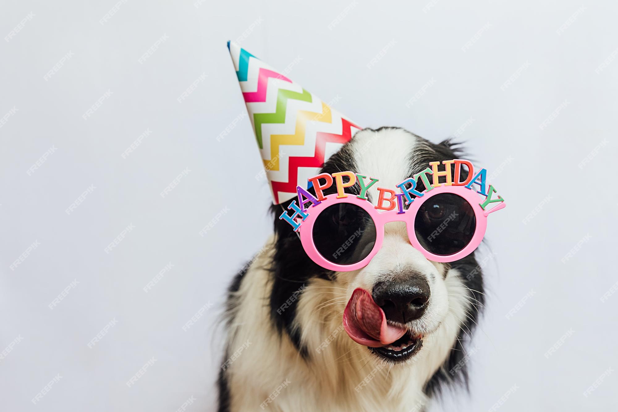 Premium Photo | Happy birthday party concept funny cute puppy dog border collie wearing birthday silly hat and eyegl Premium Photo | Happy birthday party concept funny cute puppy dog border collie wearing birthday silly hat and eyegl