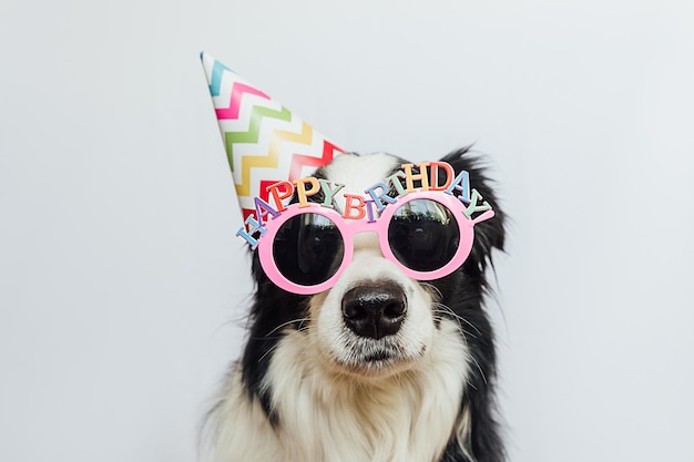 お誕生日おめでとうパーティーのコンセプト面白いかわいい子犬の犬のボーダーコリーは誕生日の愚かな帽子とeyeglを身に着けています