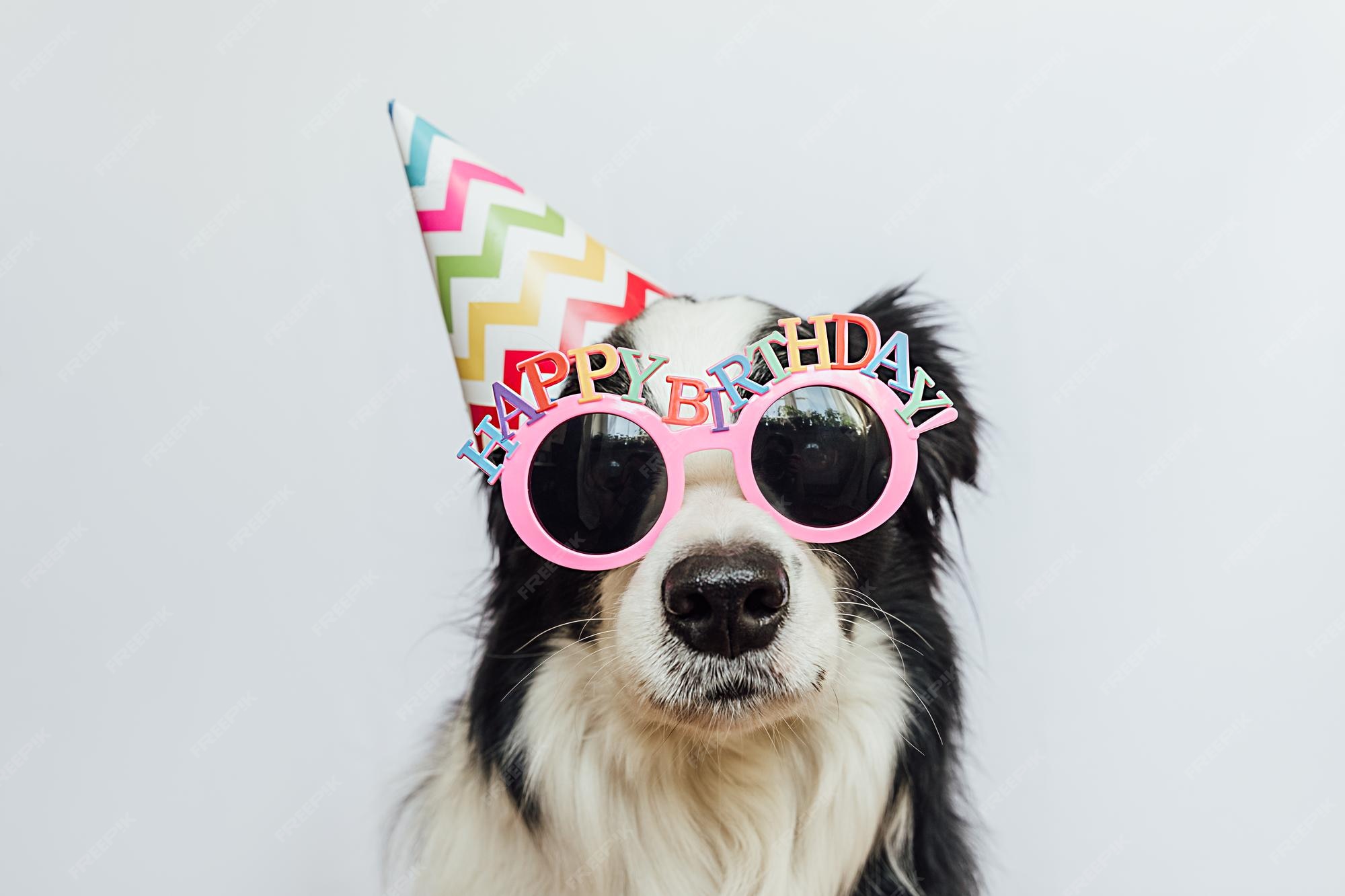 Happy Birthday Hund Bild: A Comprehensive Guide to Capturing Your Dog's Special Day