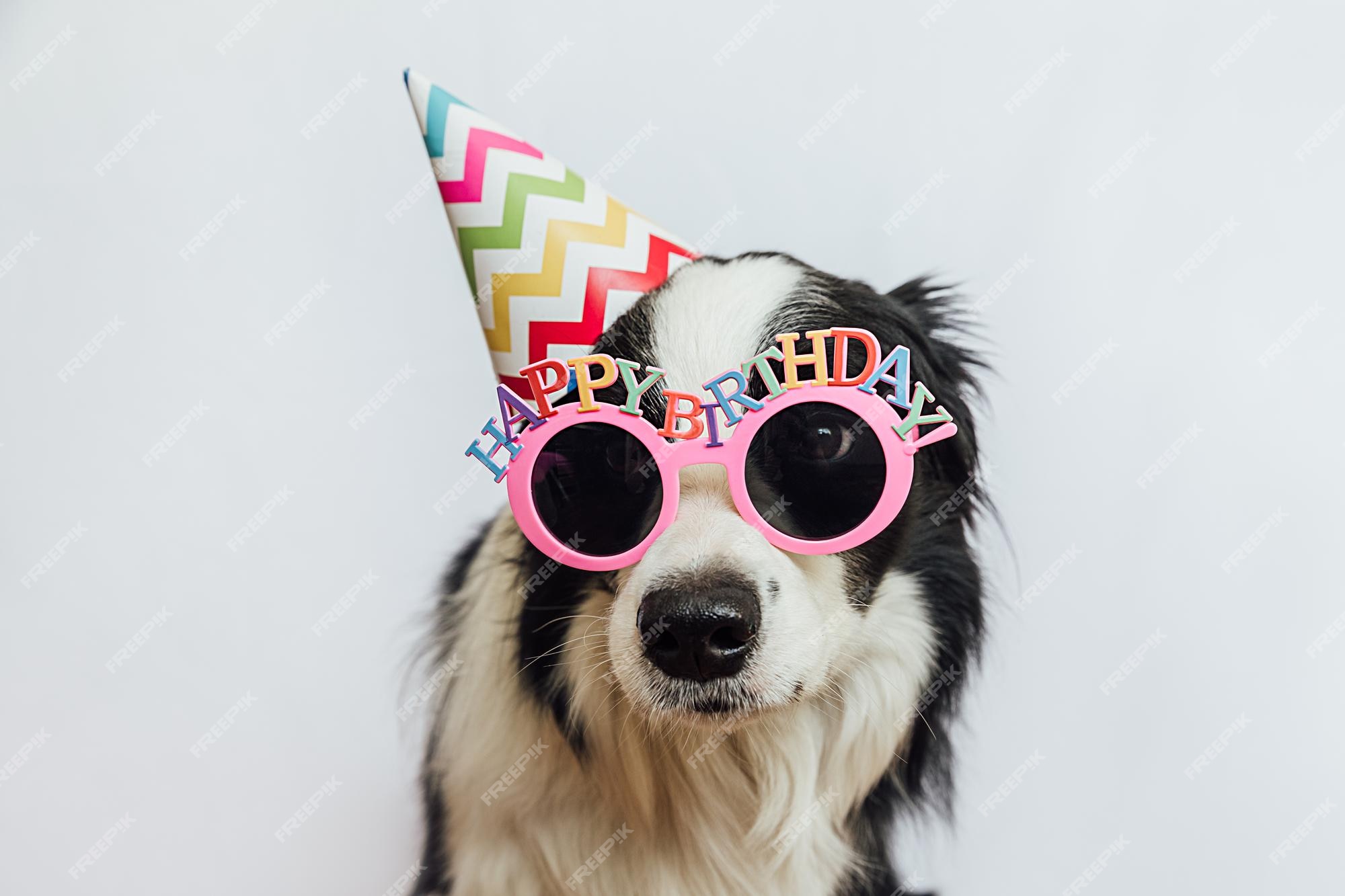 Premium Photo | Happy birthday party concept funny cute puppy dog border collie wearing birthday silly hat and eyeglasses isolated on white background pet dog on birthday day Premium Photo | Happy birthday party concept funny cute puppy dog border collie wearing birthday silly hat and eyeglasses isolated on white background pet dog on birthday day