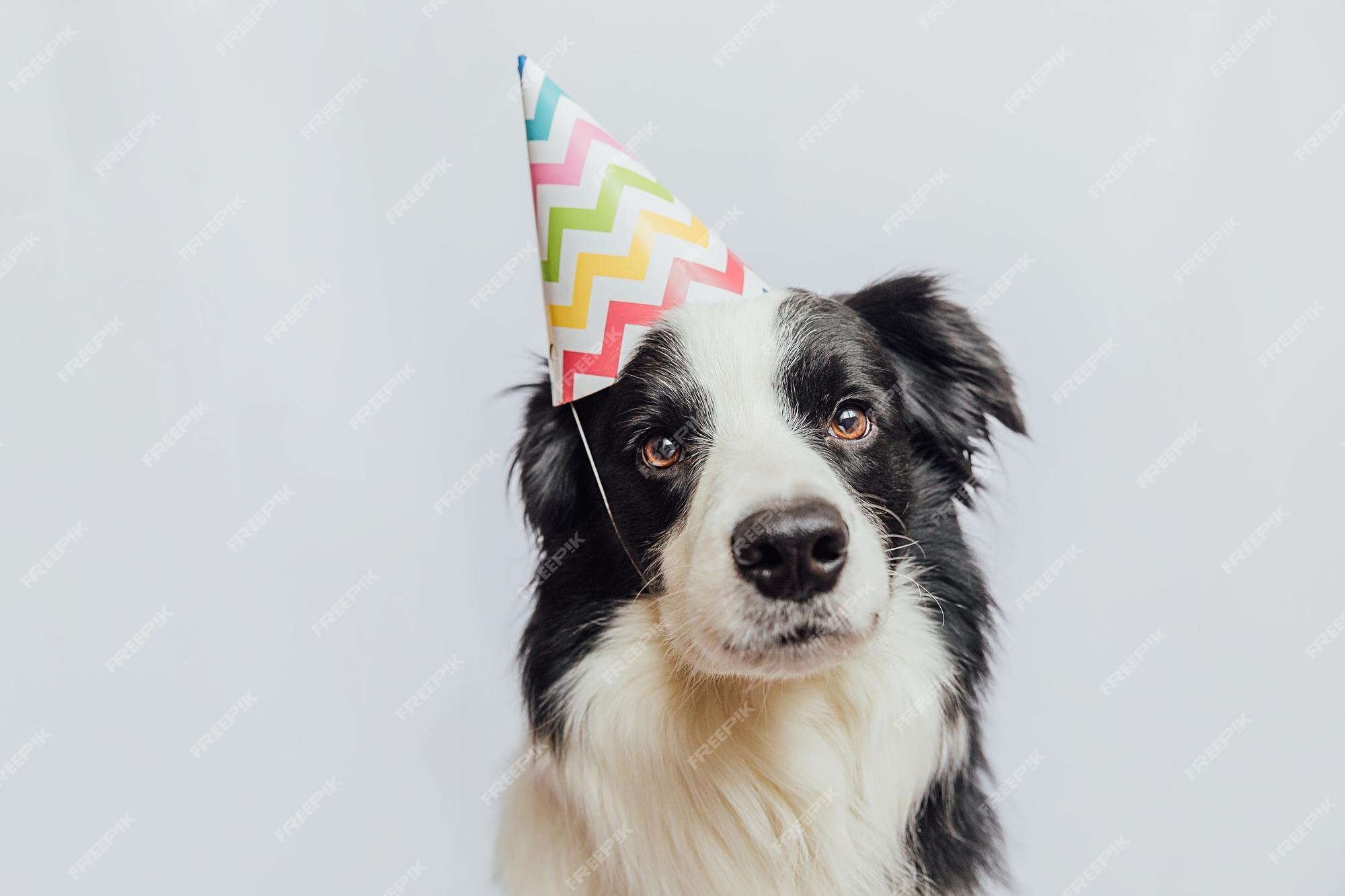 Premium Photo | Happy birthday party concept funny cute puppy dog border collie wearing birthday silly hat isolated on white background pet dog on birthday day Premium Photo | Happy birthday party concept funny cute puppy dog border collie wearing birthday silly hat isolated on white background pet dog on birthday day
