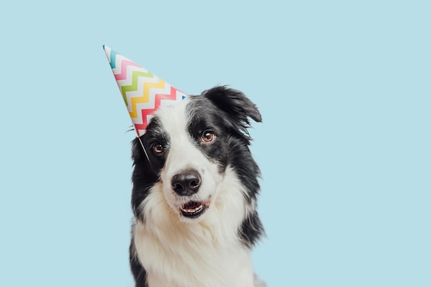 お誕生日おめでとうパーティーのコンセプト面白いかわいい子犬の犬のボーダーコリーは、分離された誕生日の愚かな帽子を身に着けています