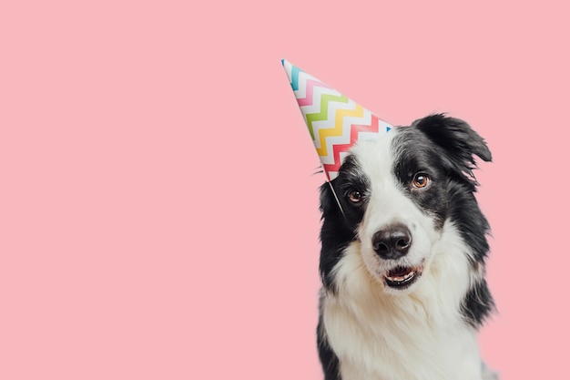 Happy Birthday party concept Grappige schattige puppy hondje border collie dragen verjaardag dwaze hoed geïsoleerd op roze achtergrond Huisdier hond op verjaardagsdag