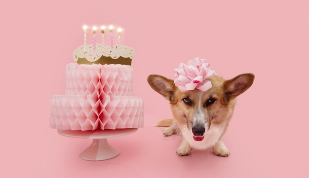 Happy birthday pets banner Angry Corgi dog celebrating anniversary with a paper cake and candels Isolated on pink pastel background