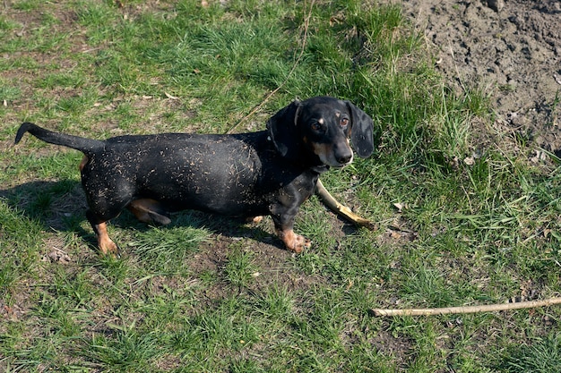 幸せな黒茶色のダックスフントが走っています。ダックスフントの品種、ソーセージ犬、散歩中のダックスフント。