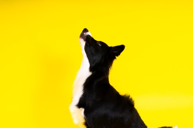 Happy black dog border collie portrait on yellow and red background