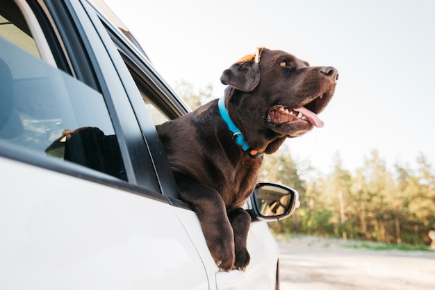 Фото Счастливый черный пес в машине