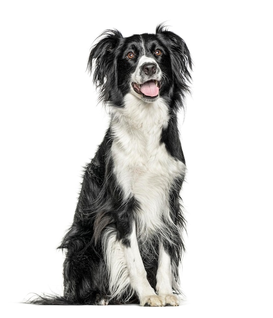 Happy black and white Crossbreed dog panting isolated on white