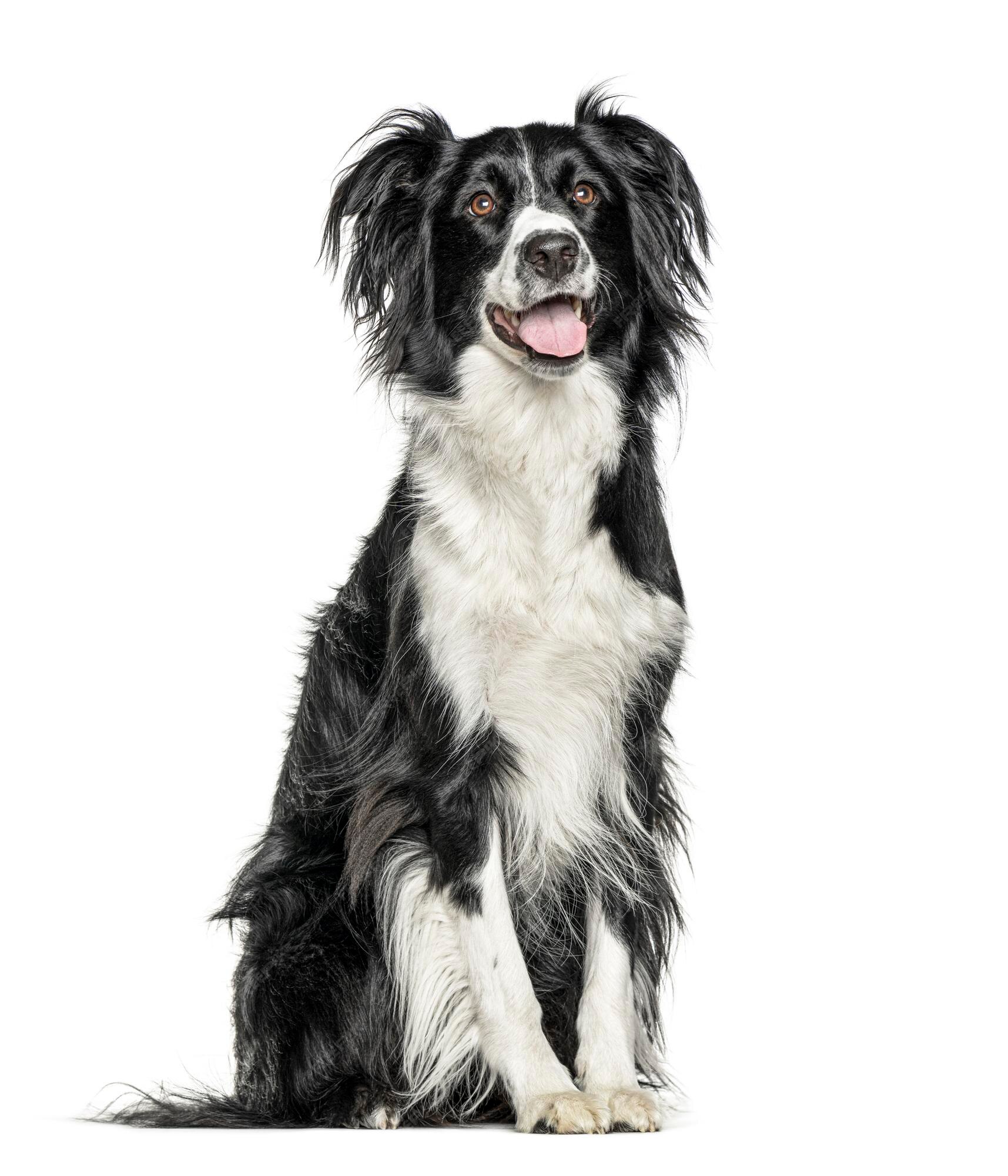 Premium Photo  Sitting and panting blue merle border collie on purple