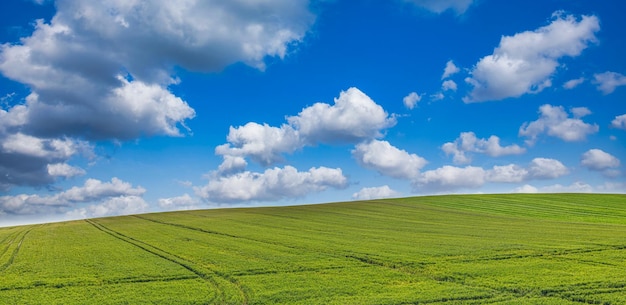 Счастливое голубое небо, горизонт сельскохозяйственных полей. Спокойный весенне-летний природный ландшафт. Идиллическое сельское хозяйство