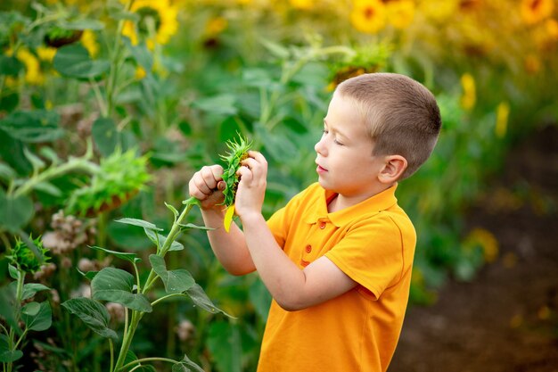 幸せな男の子がひまわりの畑に立っています