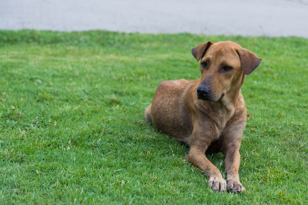 Счастливые коричневые собаки рулонах и превращает на фоне зеленой травы
