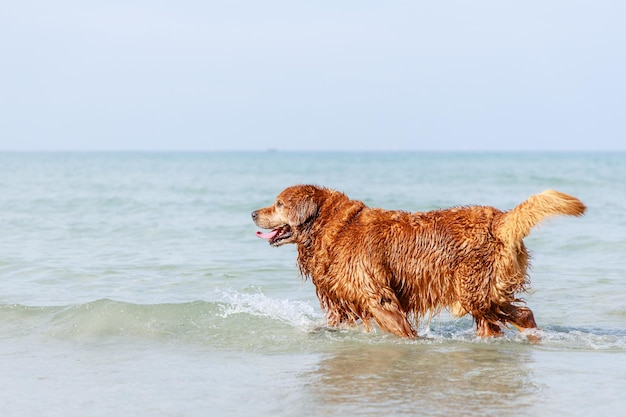 Happy brown golden retriever dogs playing in ocean friendly\
pets