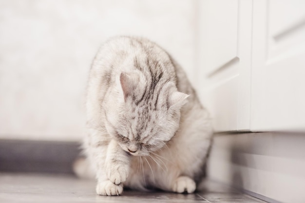 Il gatto felice sta riposando il gatto scozzese british fold è sdraiato l'animale domestico riposa nella stanza