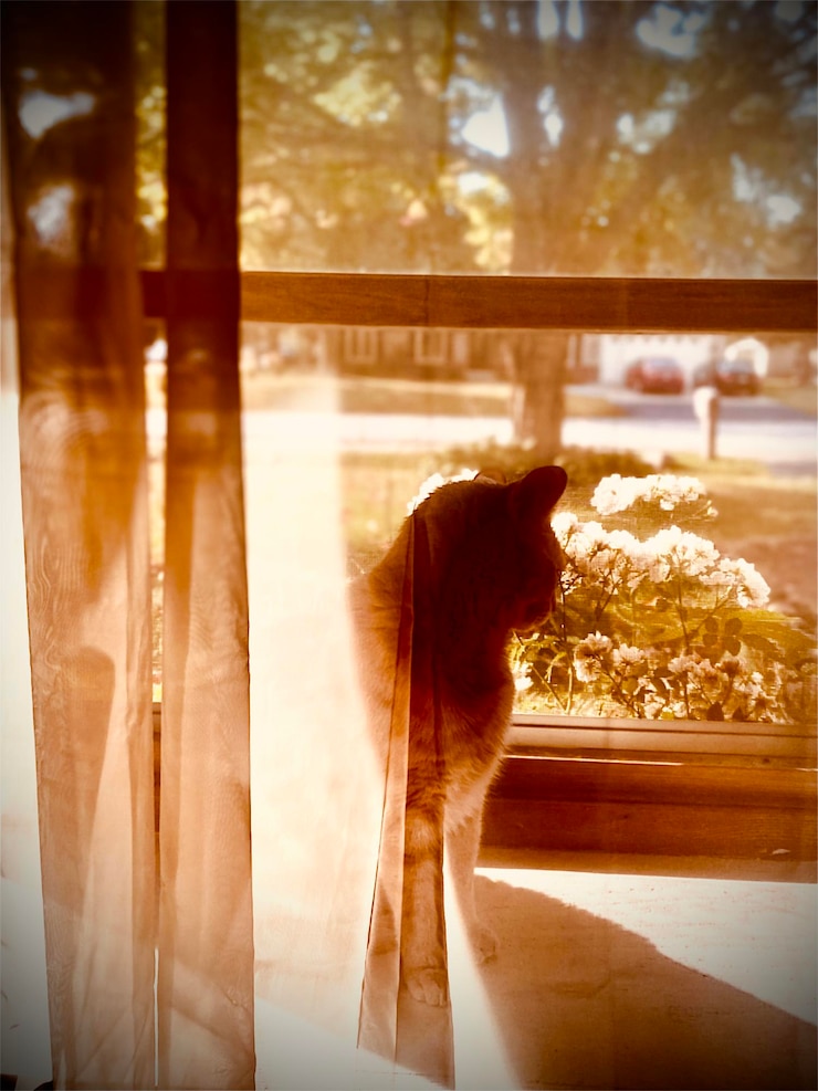 Photo happy cat peering out window