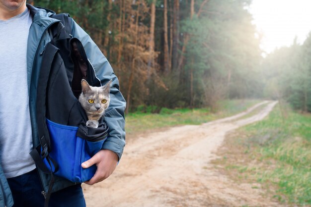 Happy cat travels in a backpack with a man in the woods