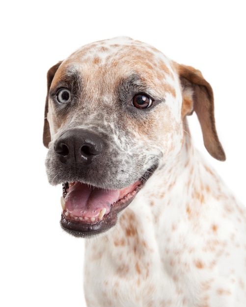 Happy Cattle Dog Mix Closeup