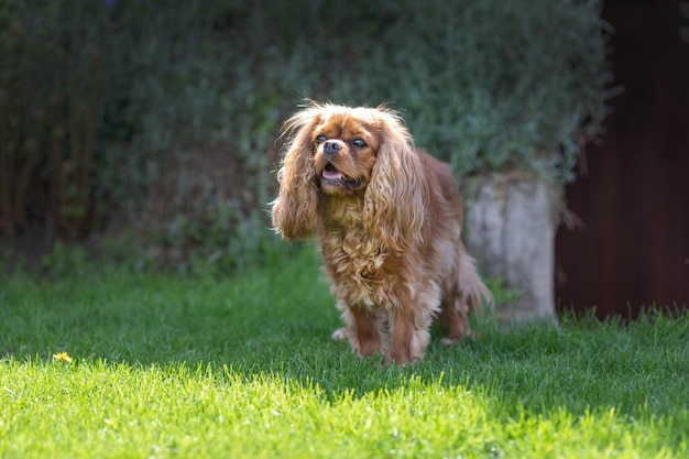 Happy cavalier spaniel standing on the grass