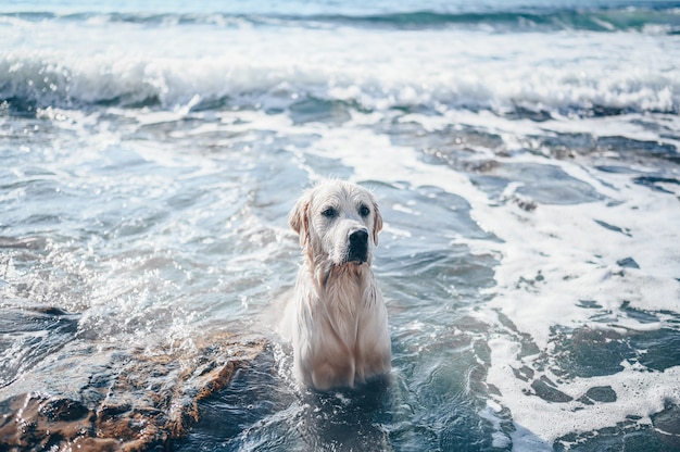 Happy cheerful golden retriever swimming running jumping plays with water on the sea coast in summer