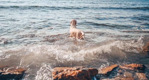 Happy cheerful golden retriever swimming running jumping plays with water on the sea coast in summer.