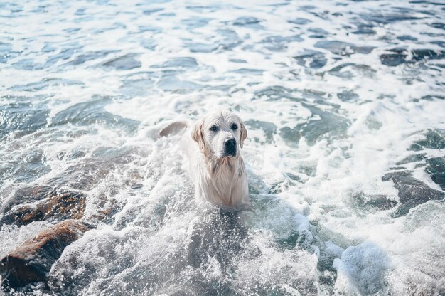 Happy cheerful golden retriever swimming running jumping plays with water on the sea coast in summer.