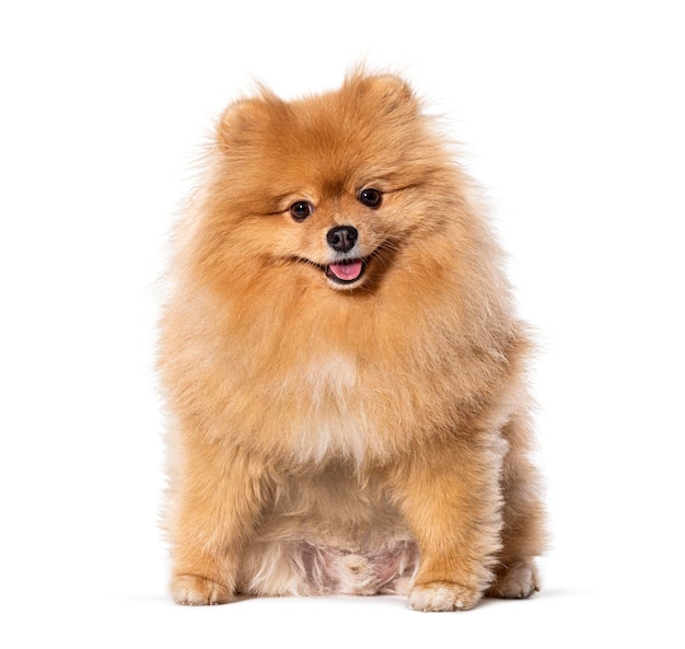 Felice e allegro cane pomeraniano che guarda la telecamera isolato sul bianco