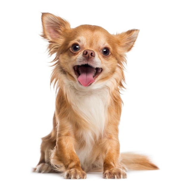 Photo happy chihuahua isolated on white