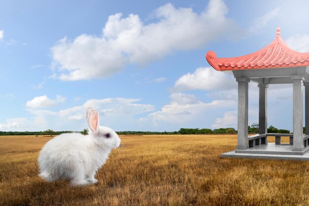 happy chinese new year chinese new year of rabbit