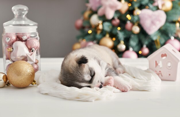 ハッピークリスマス犬、ハスキーの生まれたての子犬。シベリアンハスキーのクリスマスと新年の子犬。中国の星占いとカレンダーのテンプレートです。