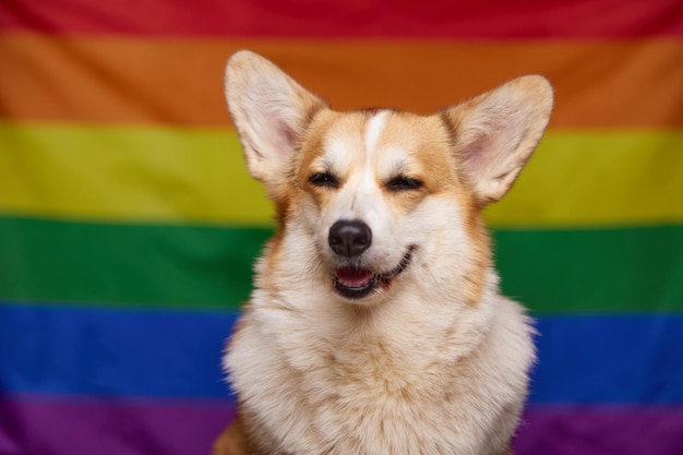 Happy corgi dog smiles in front of rainbow LGBT flag