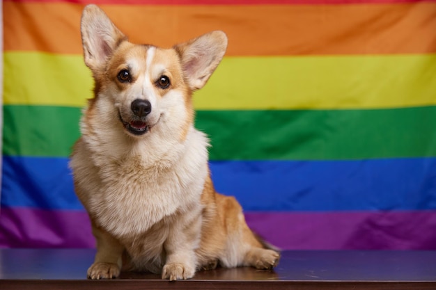 A happy corgi dog smiles sweetly in front of a rainbow LGBT flag