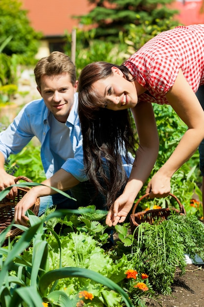 Happy couple harvesting vegetables in their garden