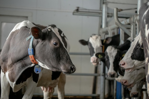 Happy cows on the farm farm business concept farm cow care