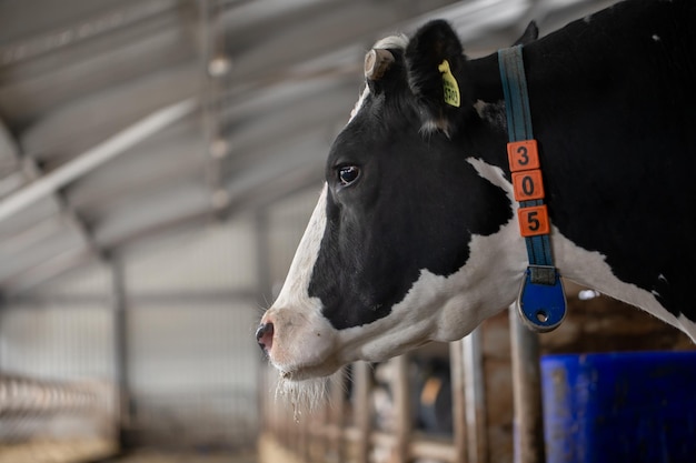 Happy cows on the farm farm business concept farm cow care