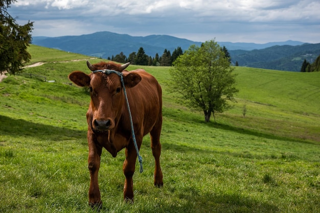 Happy Cows op weide in Pieniny Mountains Polen