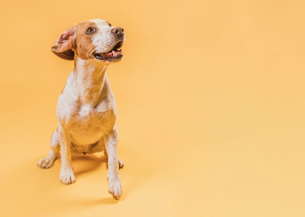 Photo happy cute dog looking  up