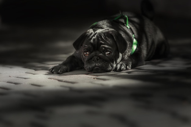 Happy cute dog. Pug breed dog smile with funny face sitting on green grass in garden. Purebred pug d