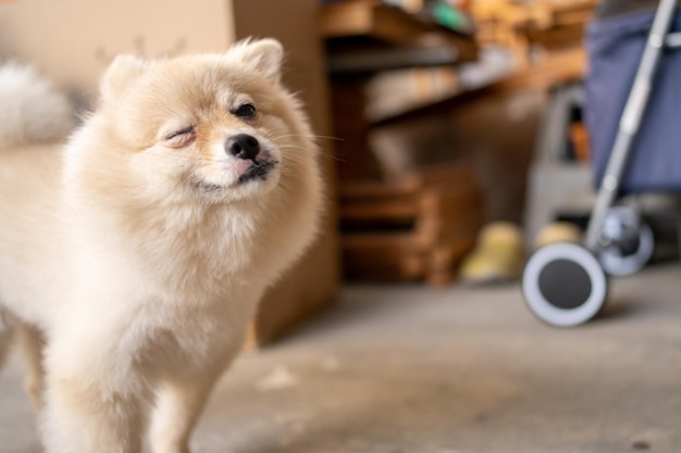 Happy cute Pomeranian dog winking one eye and smiling on home background with closed eyes