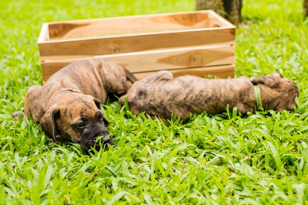 Happy cute puppy playing at the colorful green garden lawn at the park animal theme