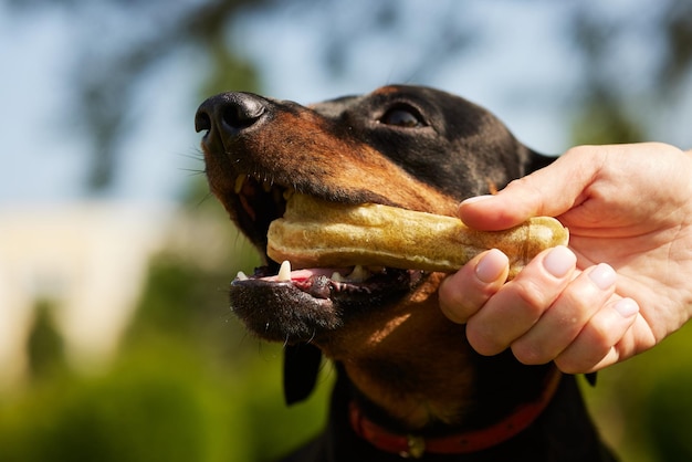 Foto cane bassotto felice con un osso in una giornata di sole nel parco