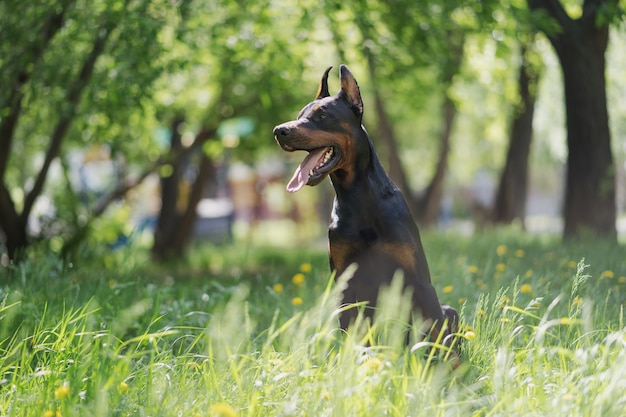 A happy doberman is sitting in the tall green grass walking the dog in the park