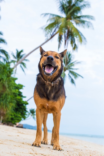 Un cane felice sulla spiaggia.