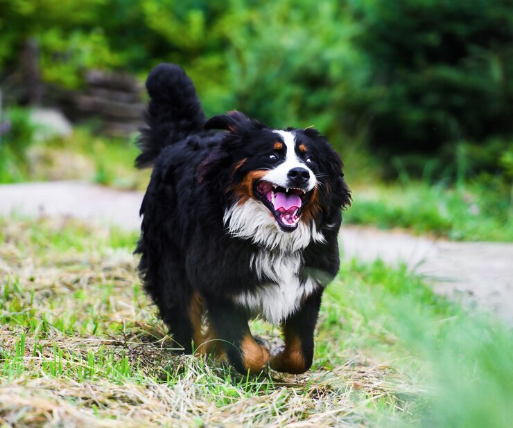 Foto happy dog buiten spelen glimlacht